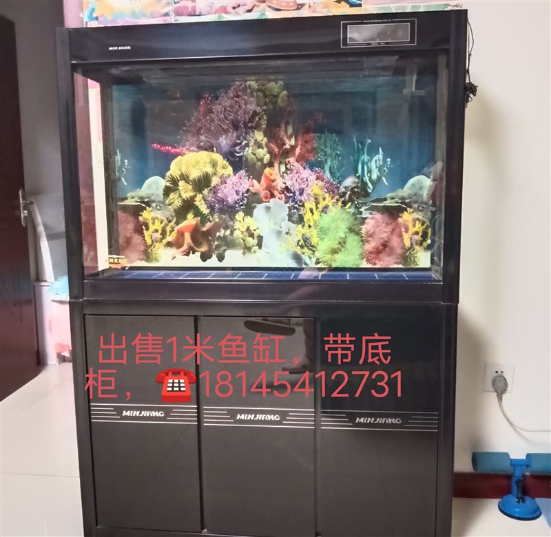 出售魚缸，金邊虎皮蘭